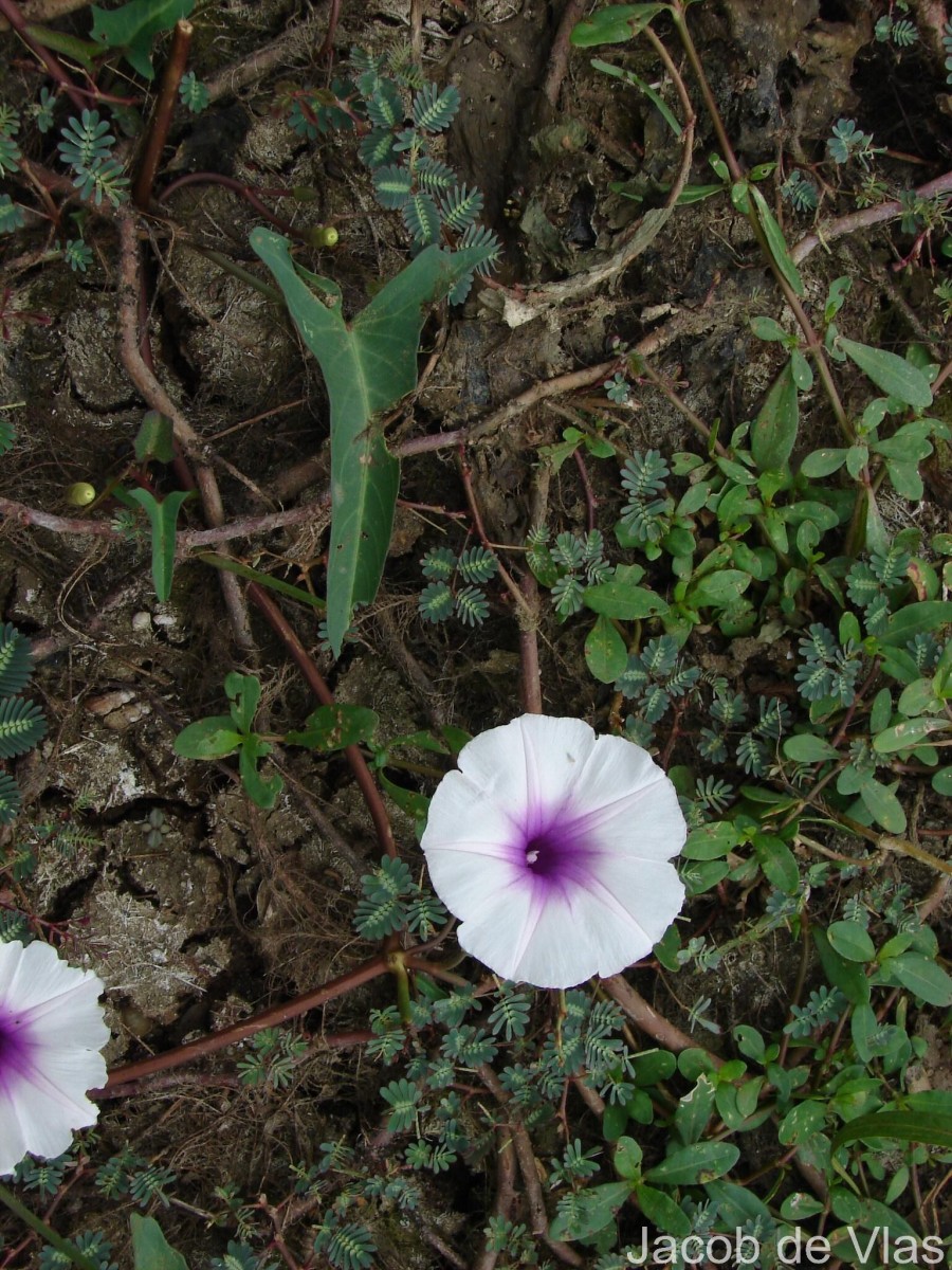 Ipomoea aquatica Forssk.